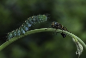 IIP Online Student Photography